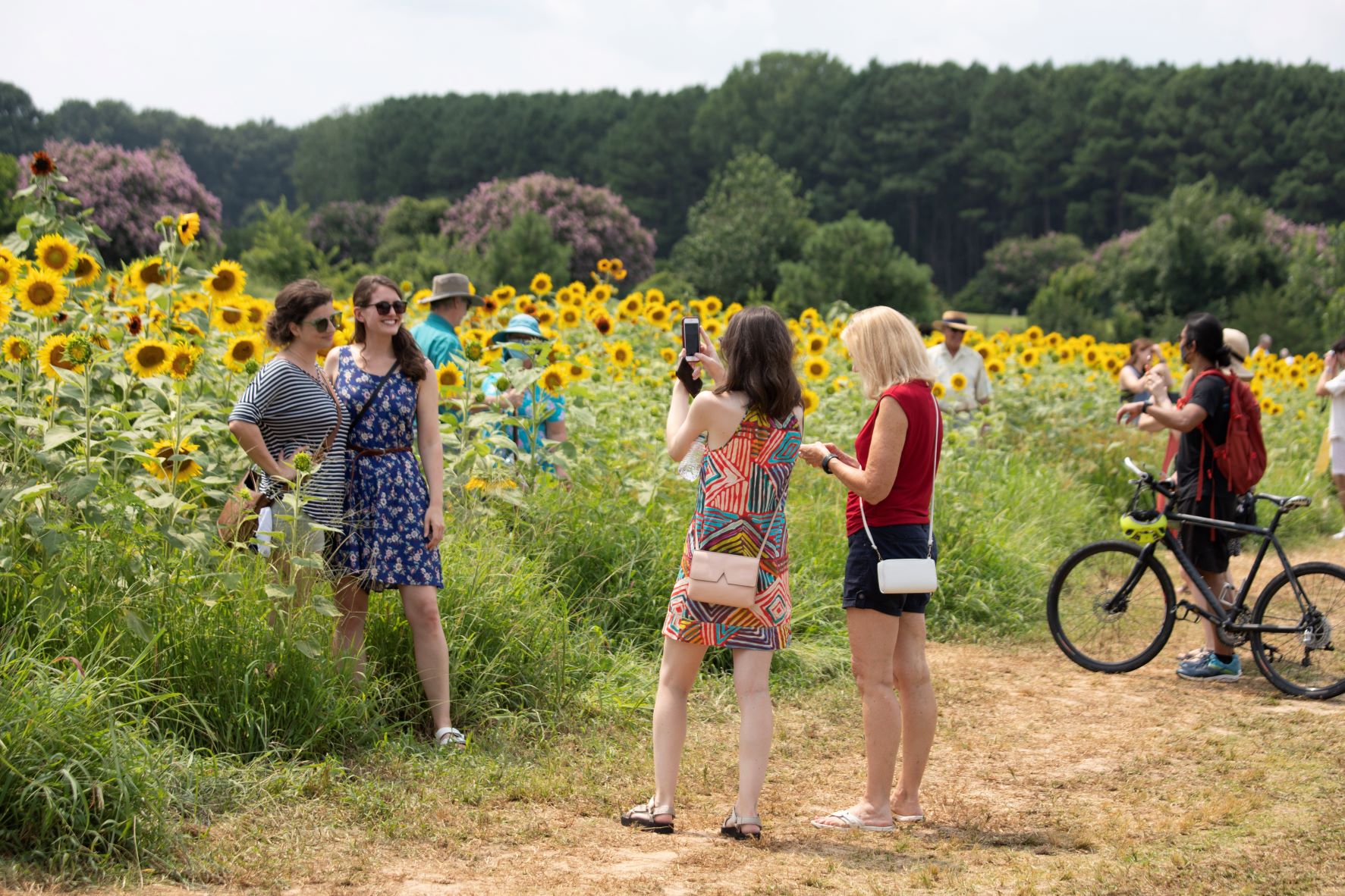 Sunflowers Dorothea Dix Park